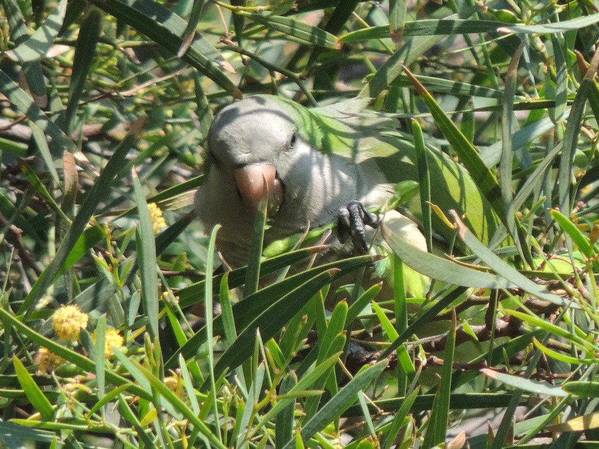 Monk Parakeet - Rafael  Calderón Parra