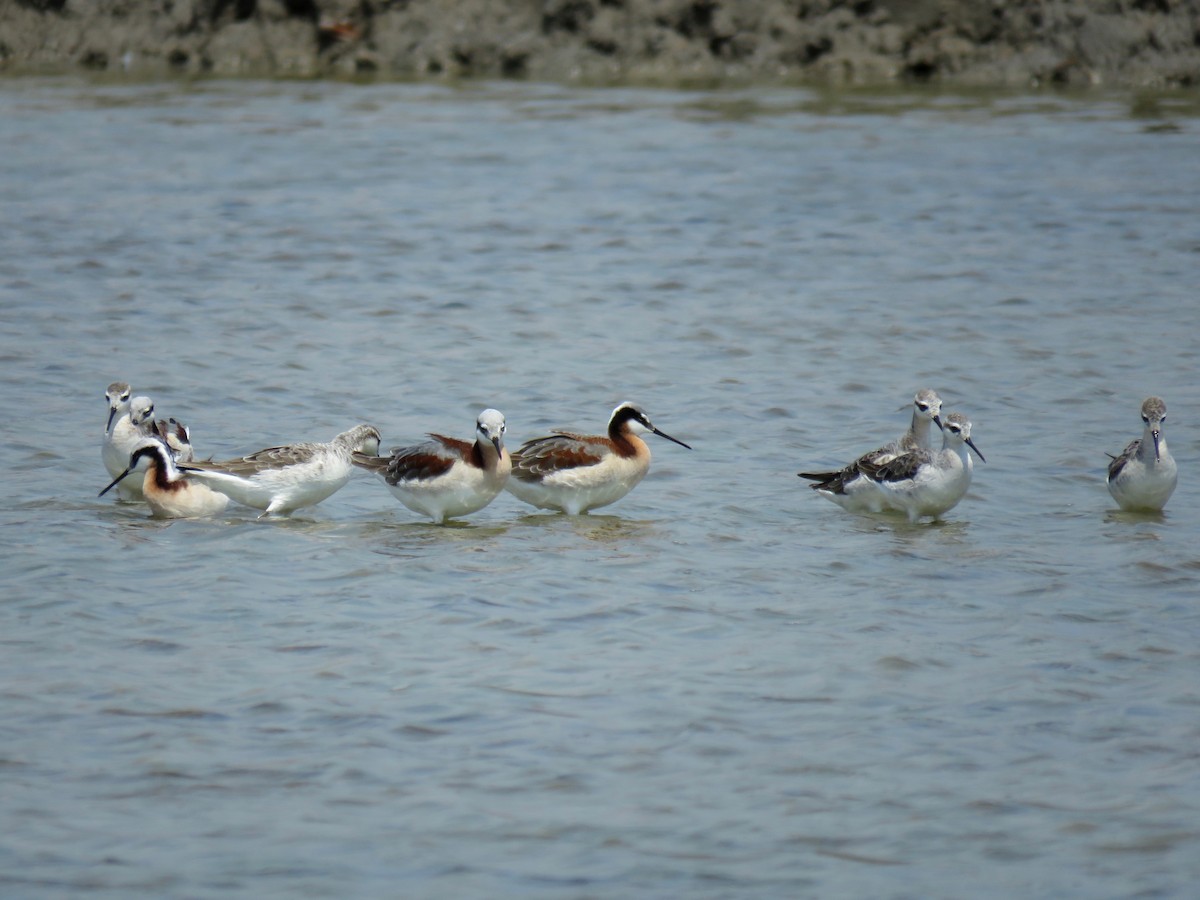 Wilson's Phalarope - ML56414651