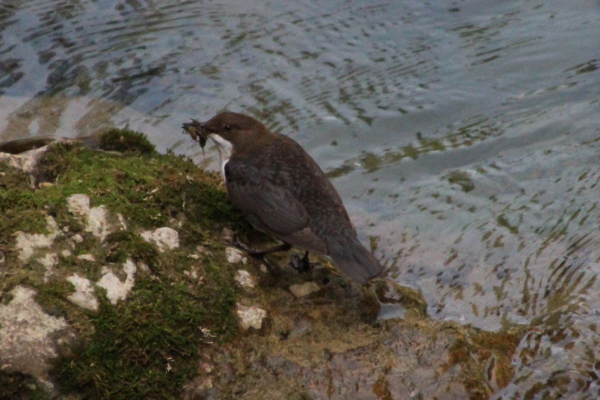 White-throated Dipper - ML564146701
