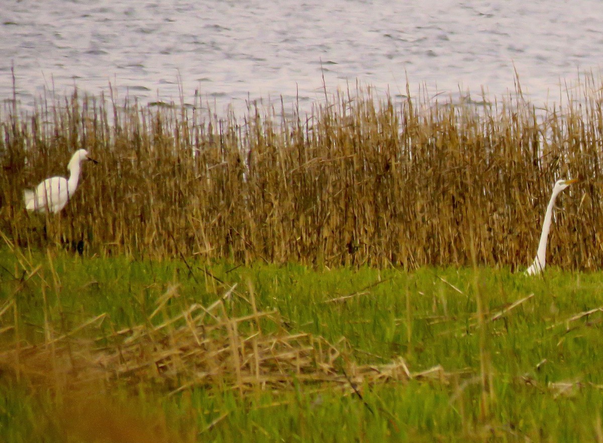 volavka bělostná - ML564147071