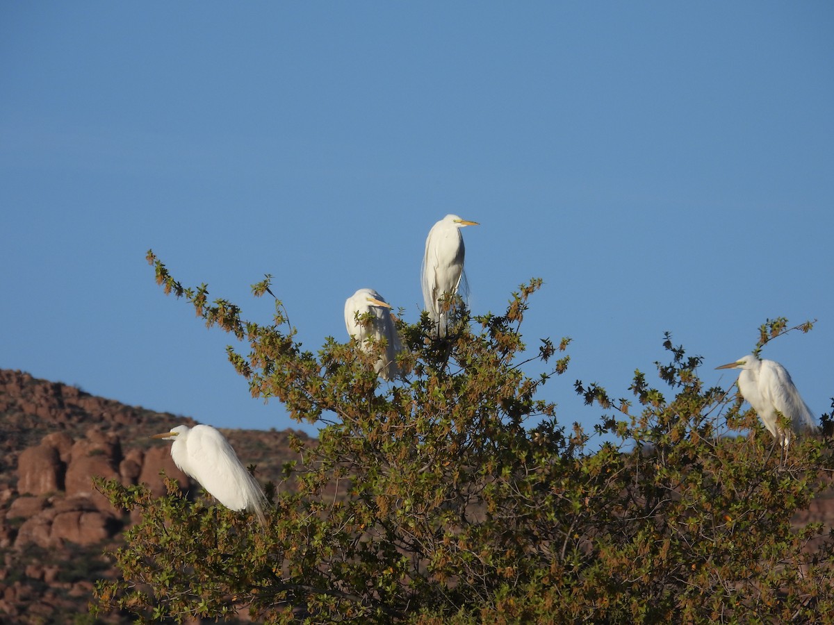 Great Egret - ML564148611