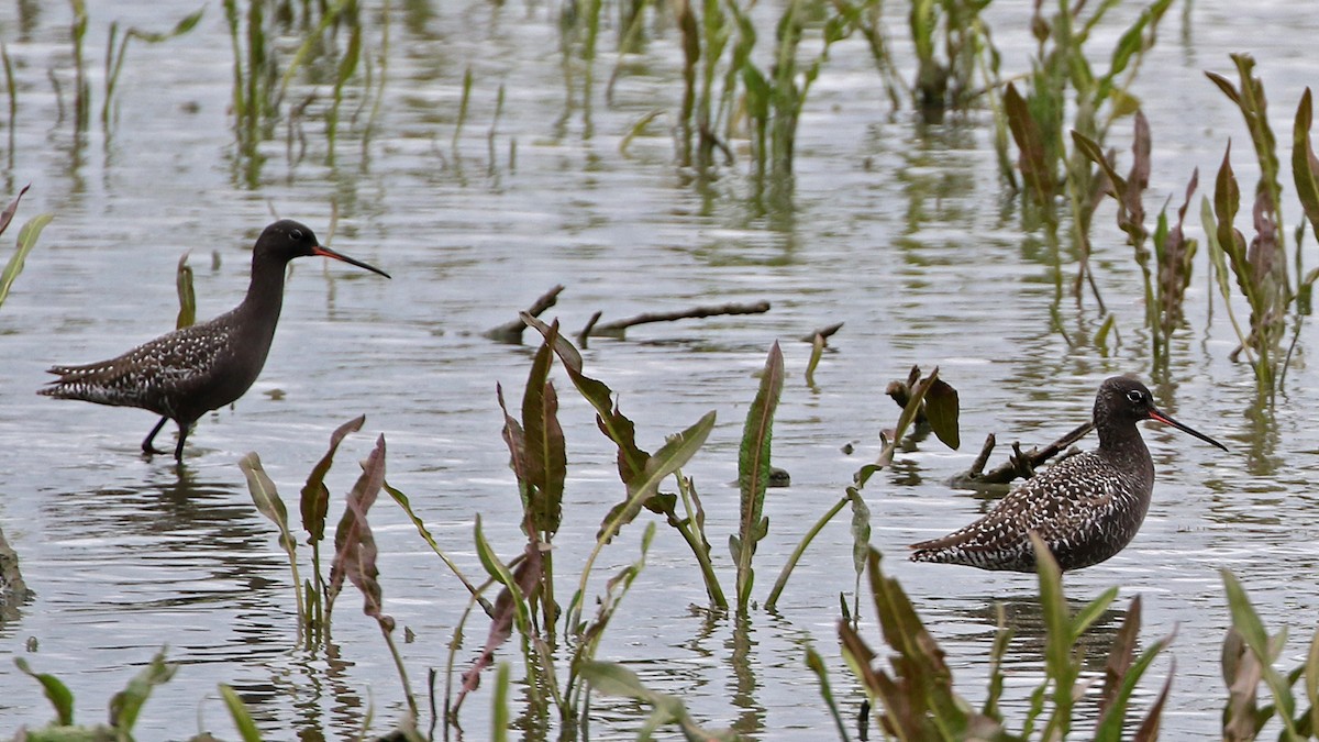 Spotted Redshank - ML56414911