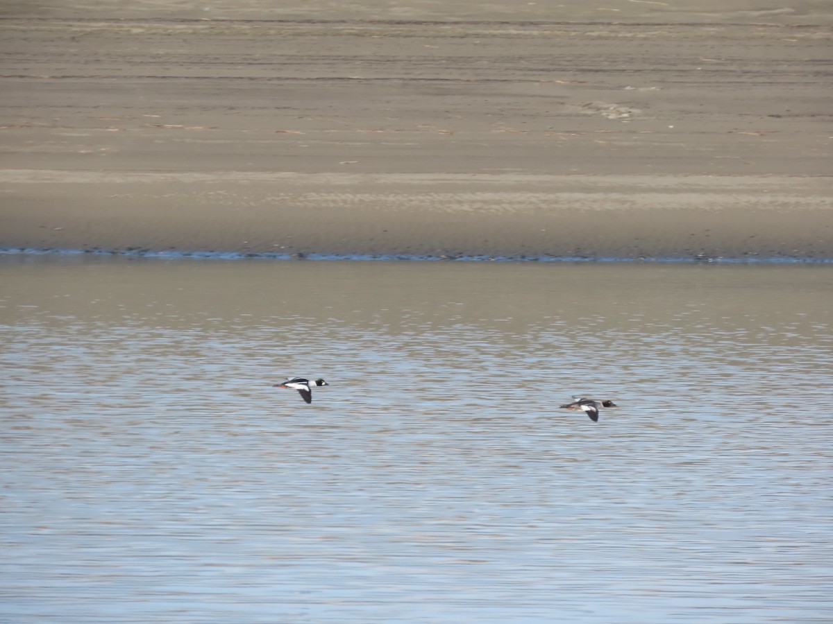 Common Goldeneye - ML564150191