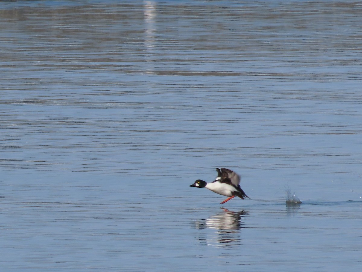 Common Goldeneye - Laura Burke