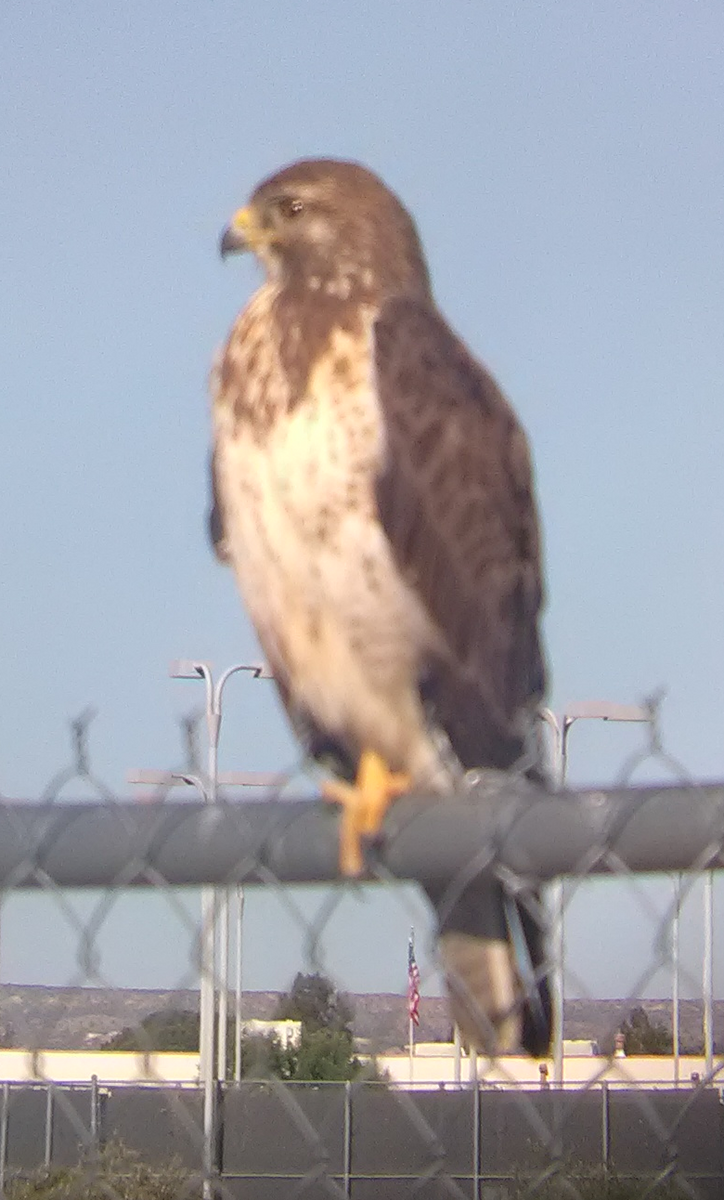 Swainson's Hawk - ML56415071