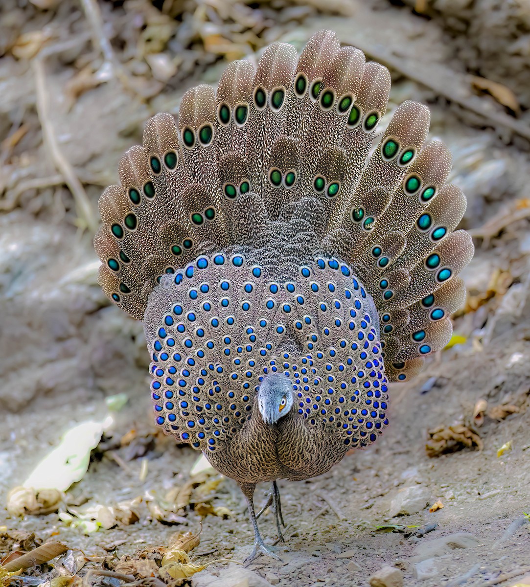 Gray Peacock-Pheasant - ML564150771