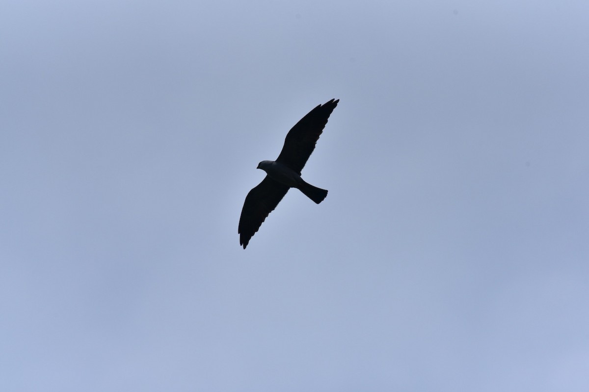 Mississippi Kite - ML564152141