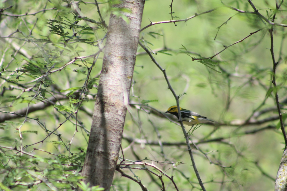 Black-throated Green Warbler - Ricardo Rivera