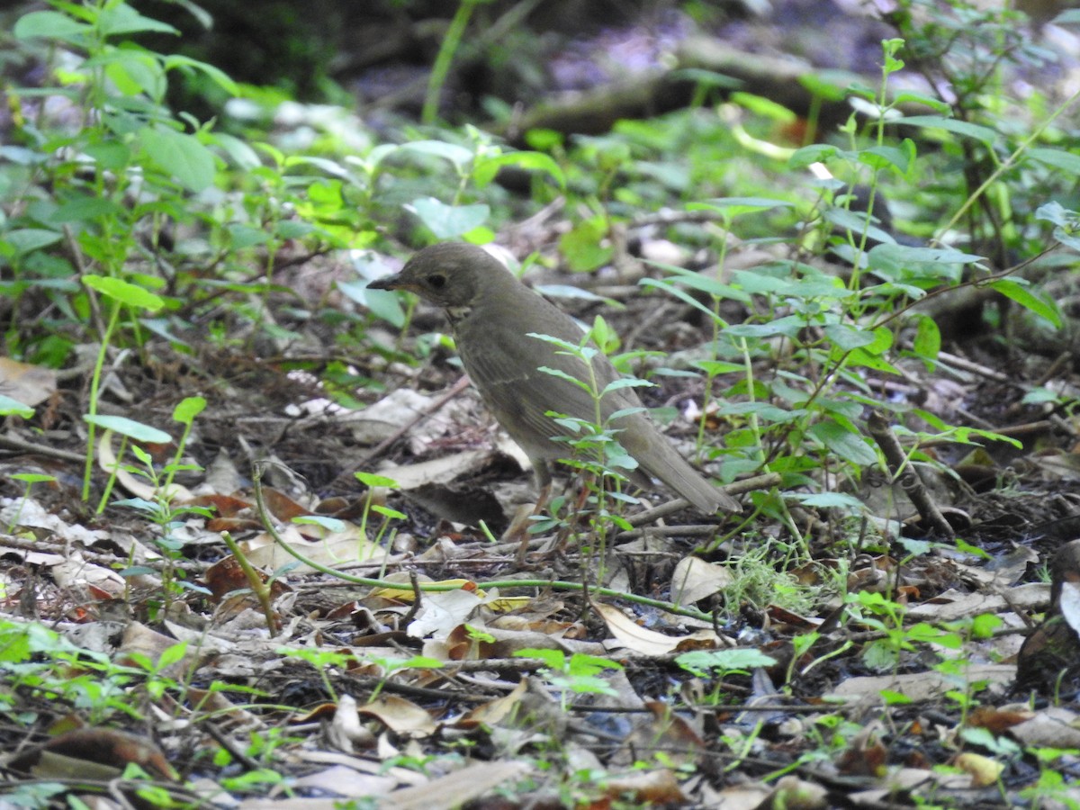 Gray-cheeked Thrush - ML564153031