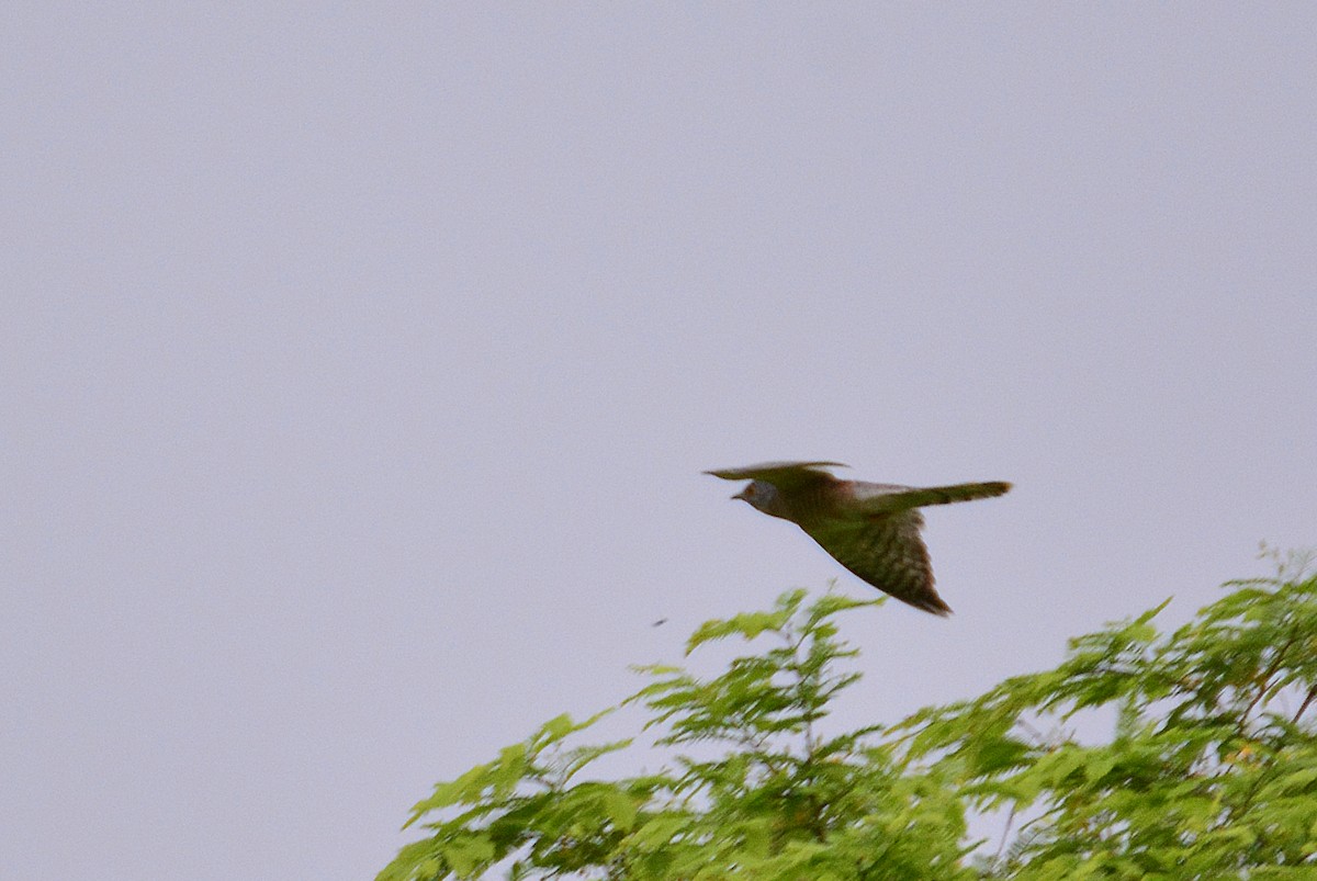 Common Hawk-Cuckoo - Srinivas D