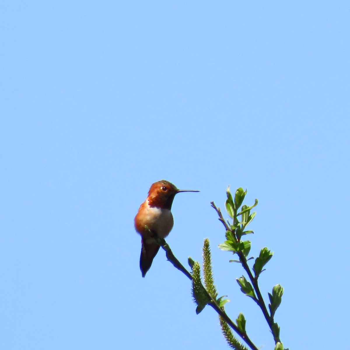 Rufous Hummingbird - ML564154571