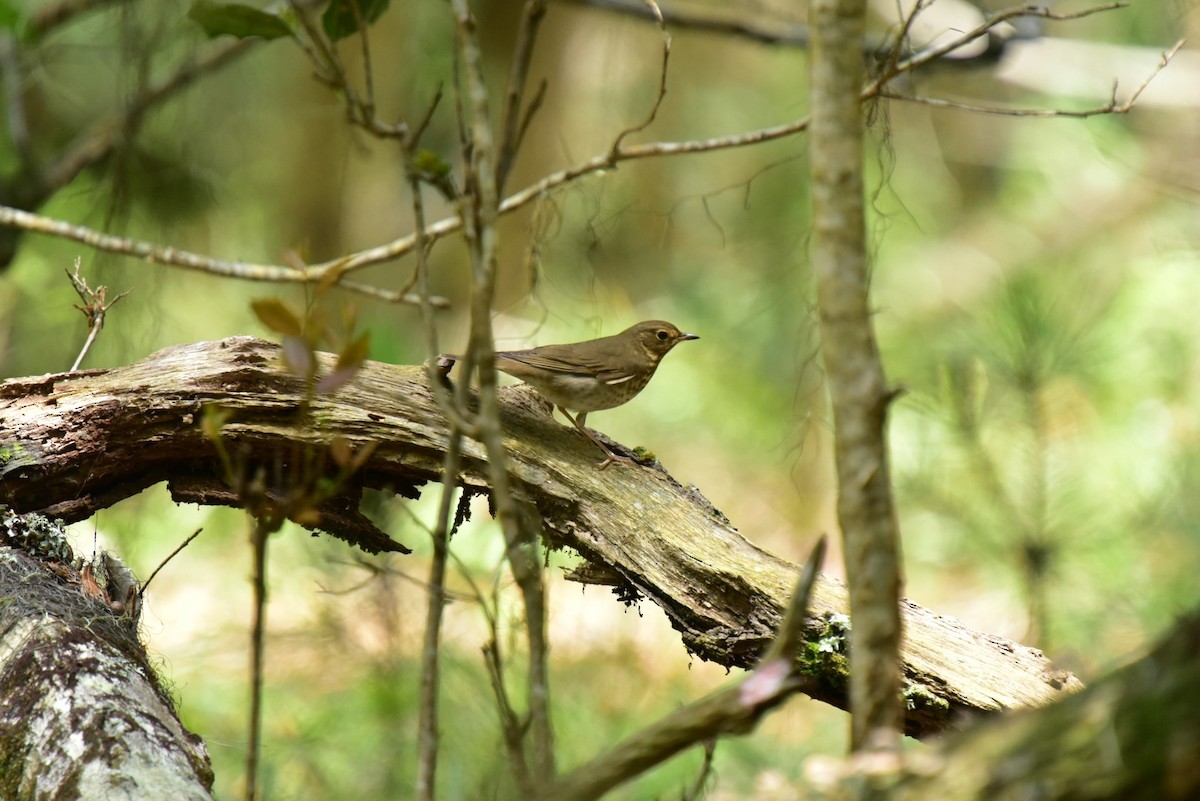 Swainson's Thrush - ML564154981