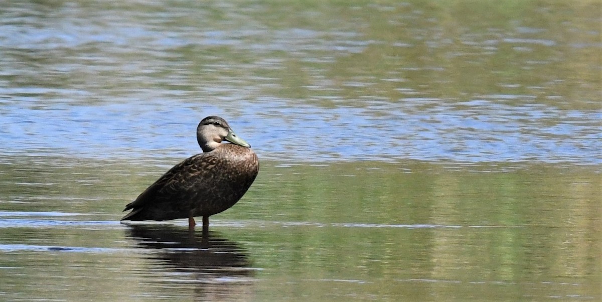 Mexican Duck - ML564155111