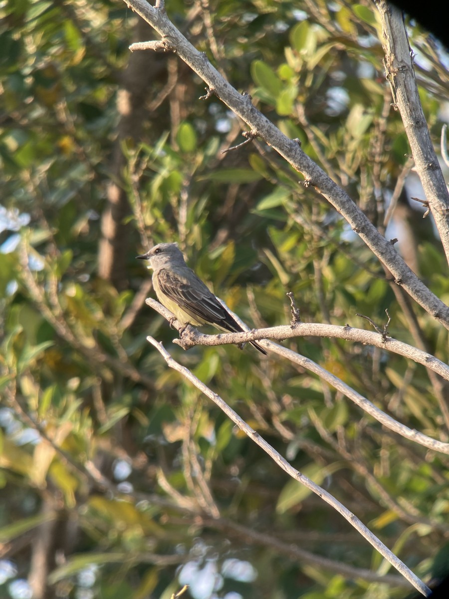 Western Kingbird - ML564155621