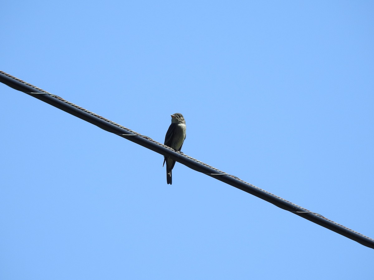 Eastern Wood-Pewee - ML564155851