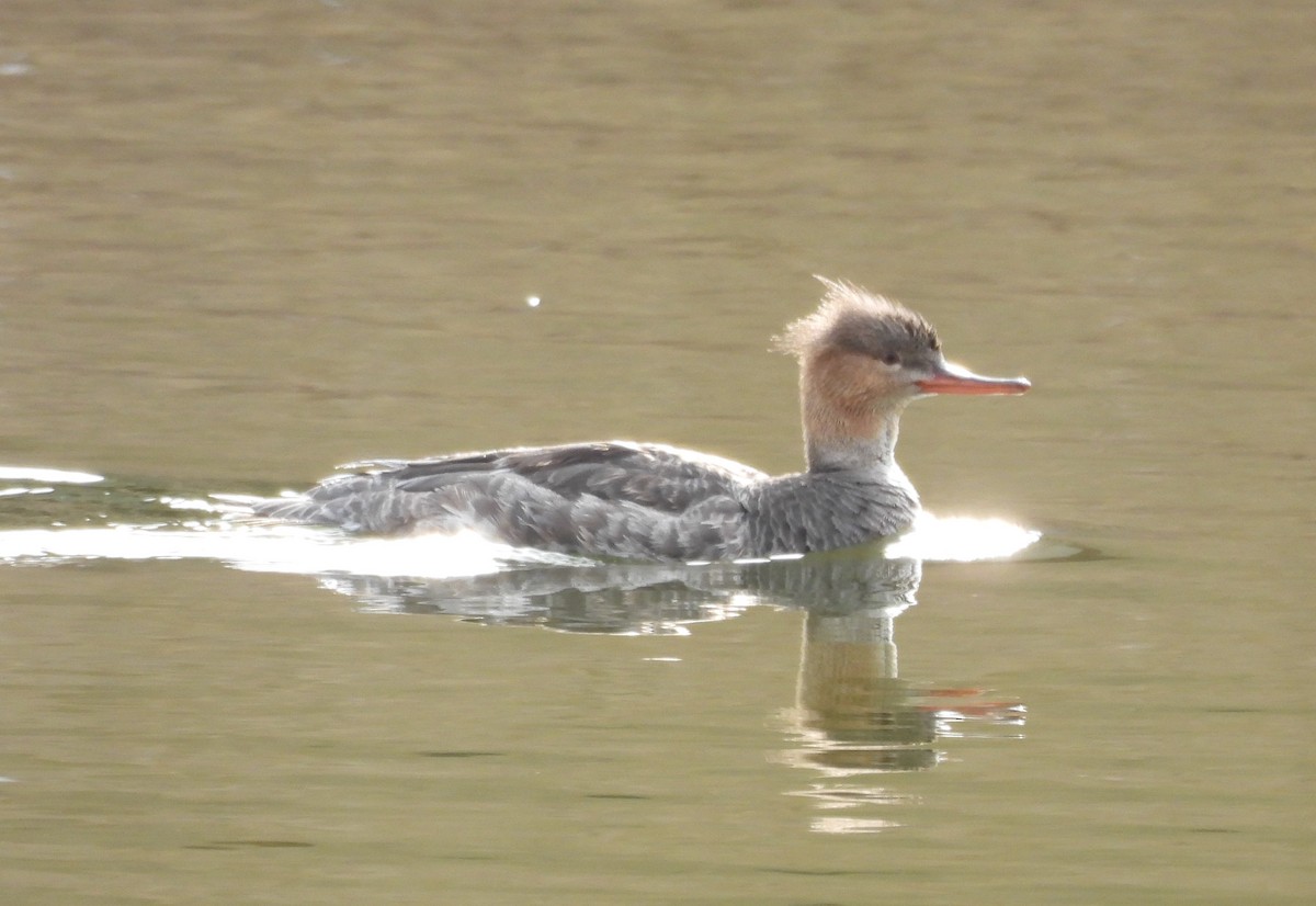 Red-breasted Merganser - ML564156081