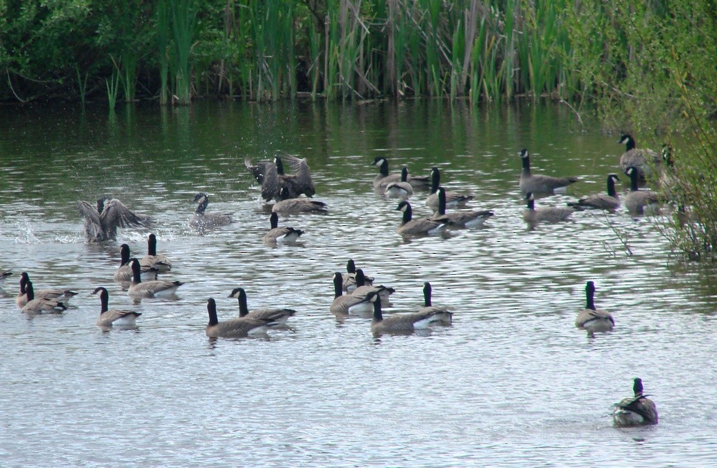 Cackling Goose - Mark Vernon