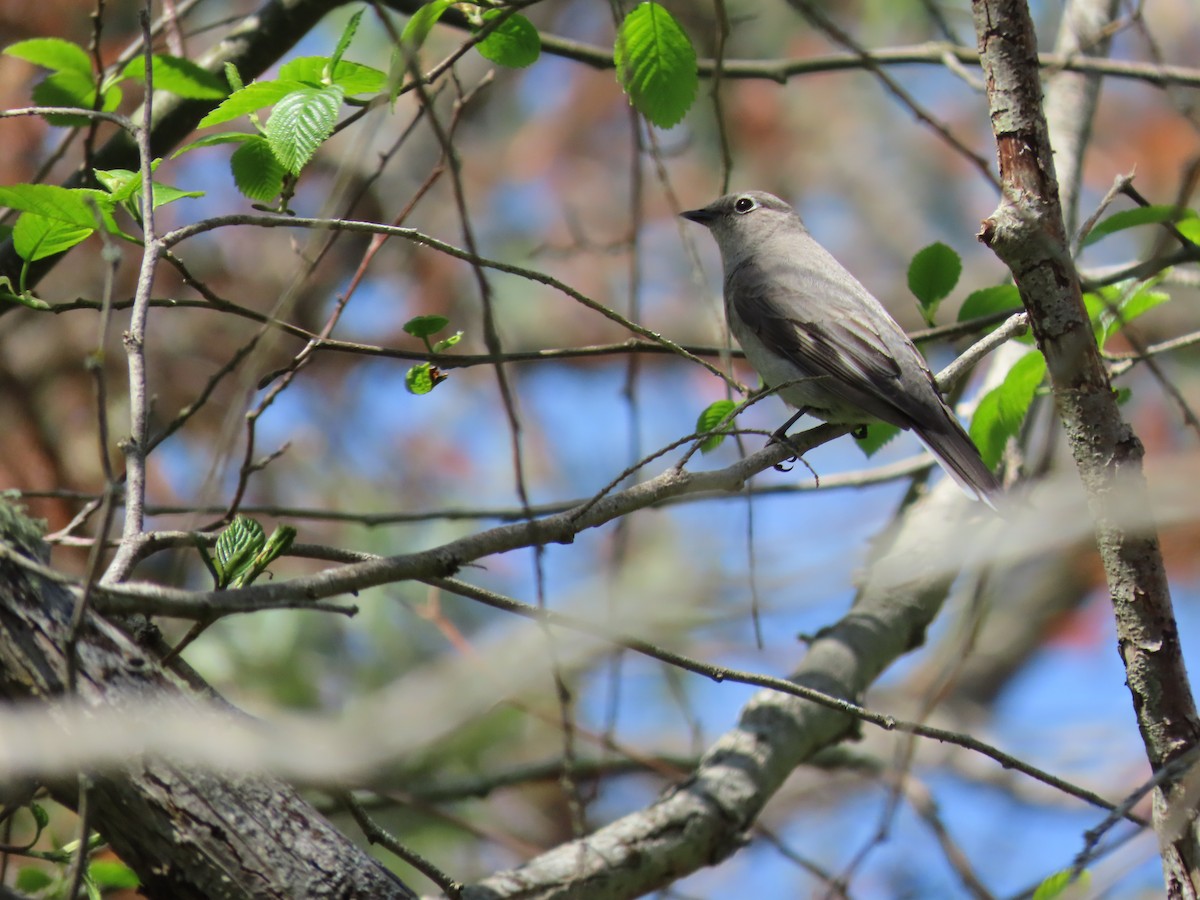 Townsend's Solitaire - ML564156141