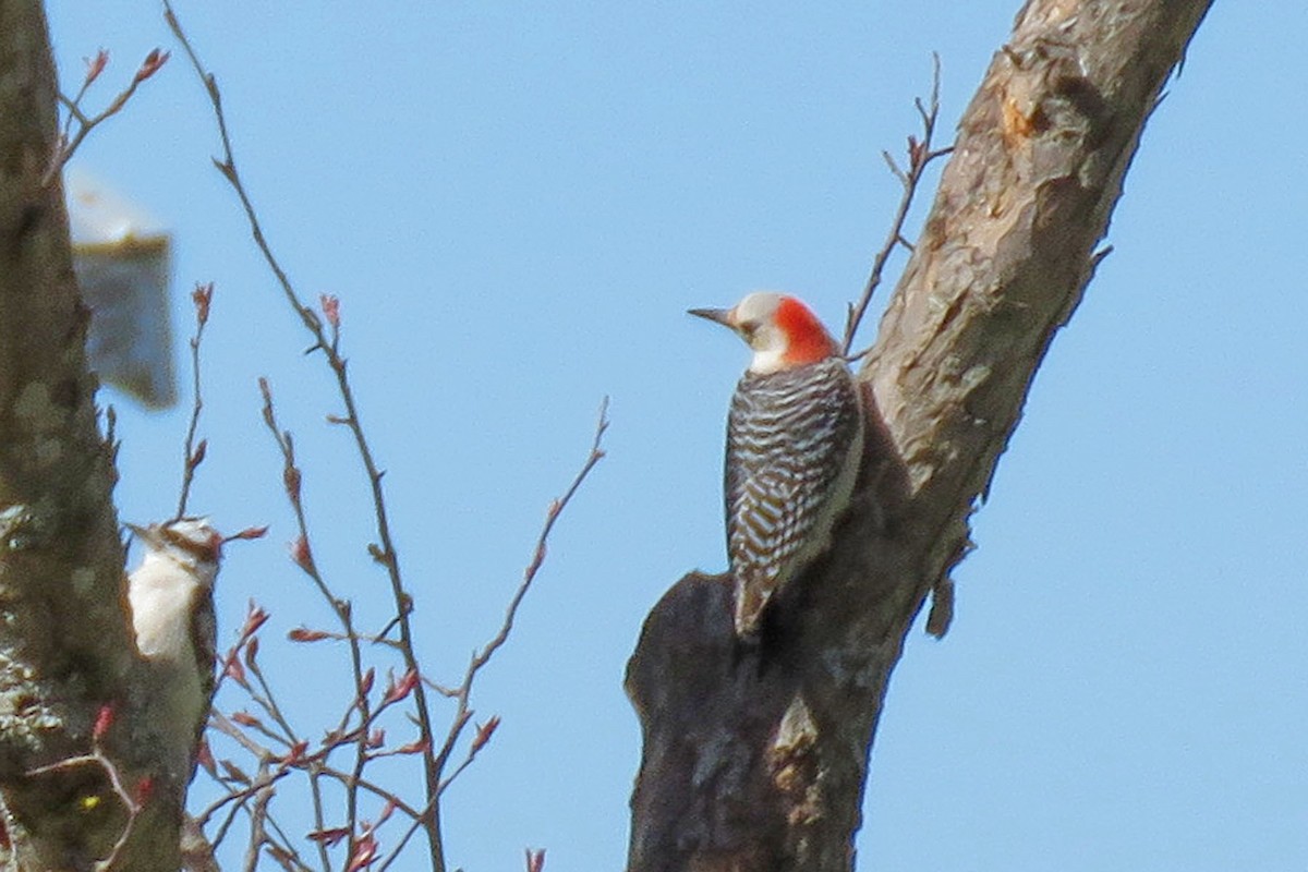Red-bellied Woodpecker - ML564156371