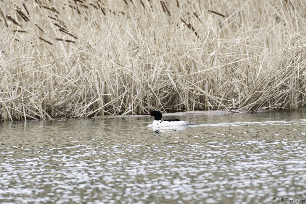 Gänsesäger - ML564156641