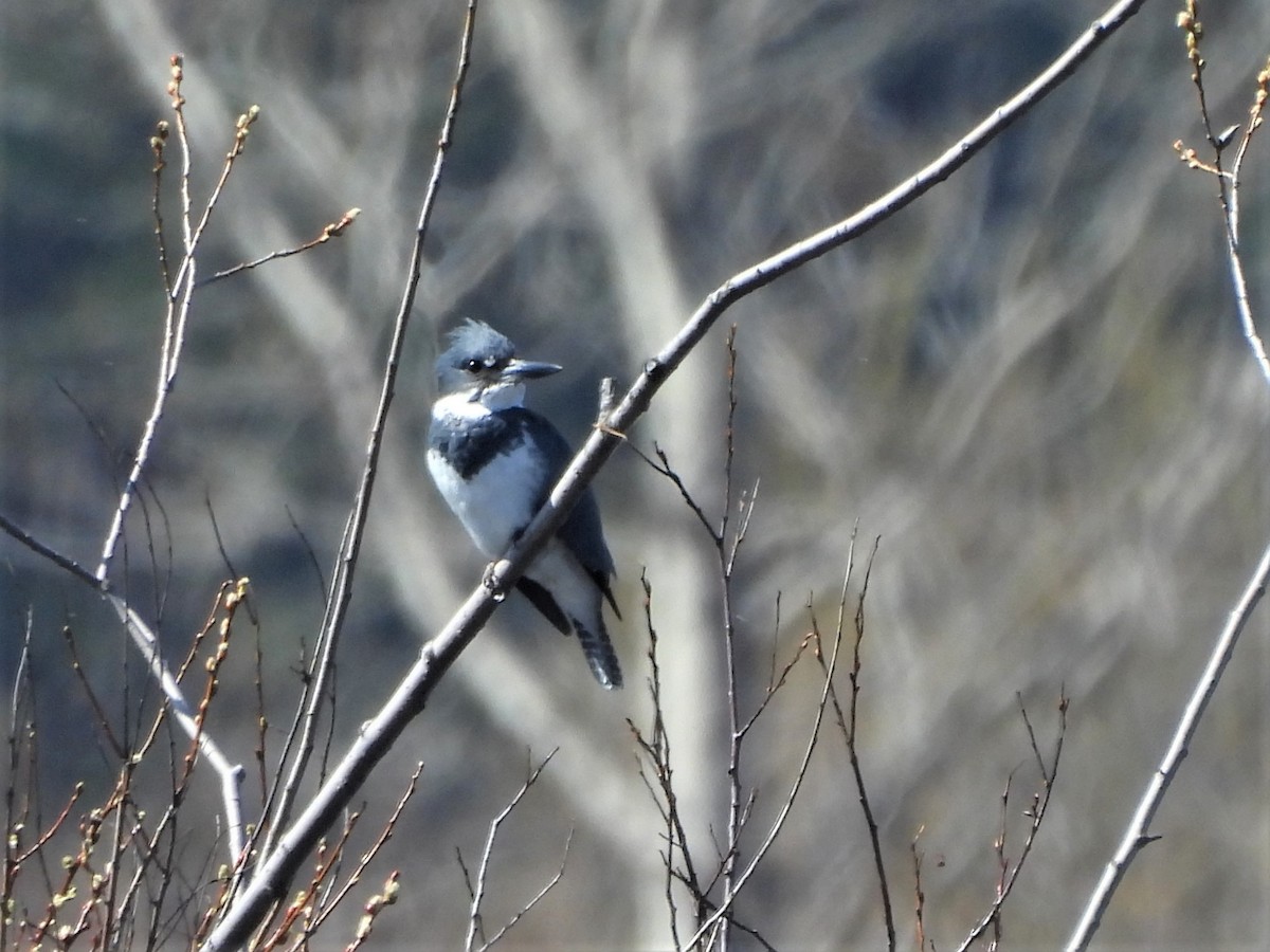 Belted Kingfisher - ML564157071
