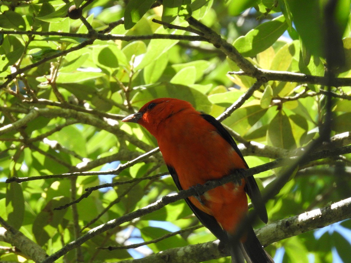 Scarlet Tanager - ML564157351