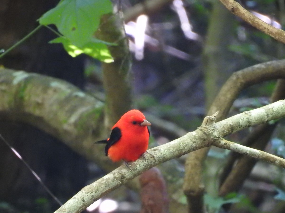 Scarlet Tanager - ML564157361