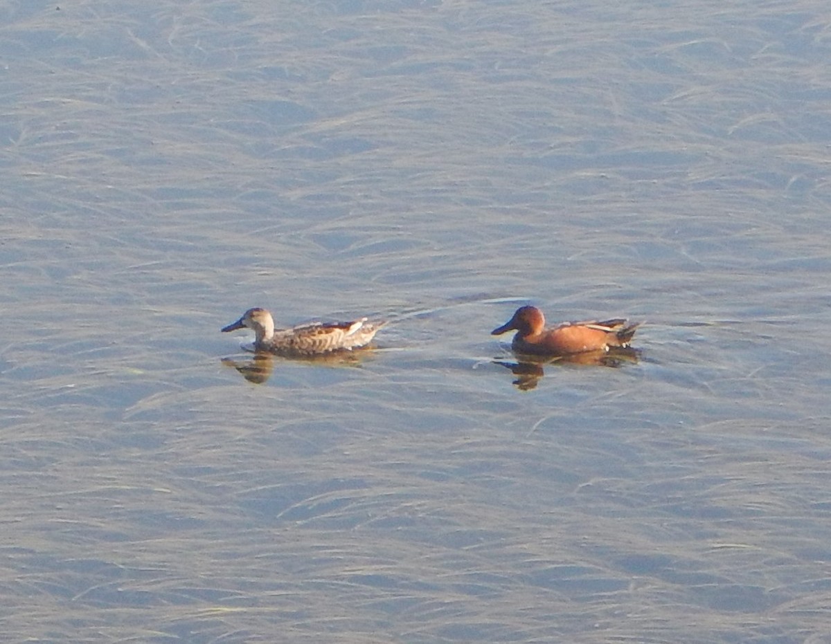 Cinnamon Teal - Joseph McGlinchey