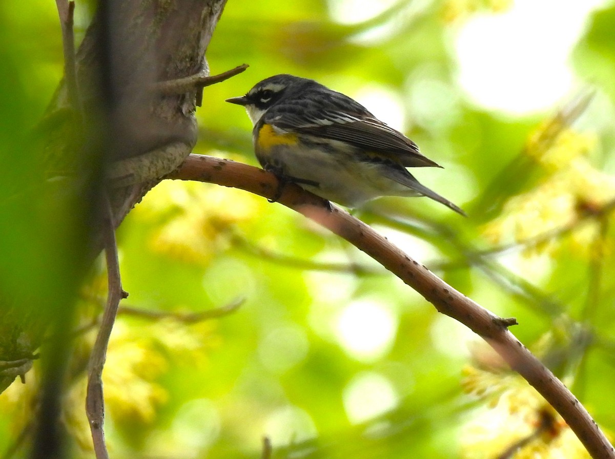 Yellow-rumped Warbler - ML564159201