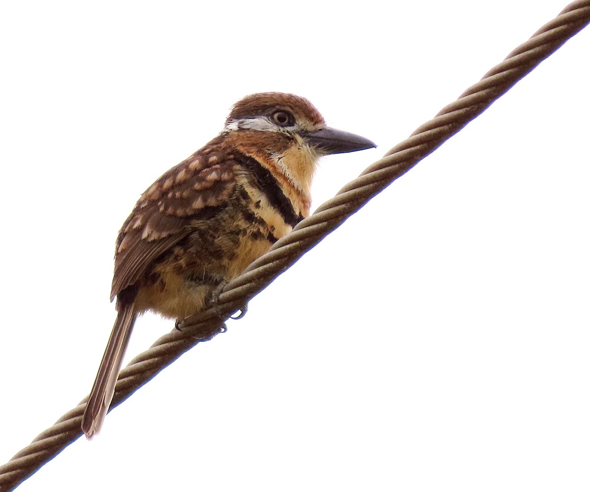 Russet-throated/Two-banded Puffbird - Manuel Pérez R.