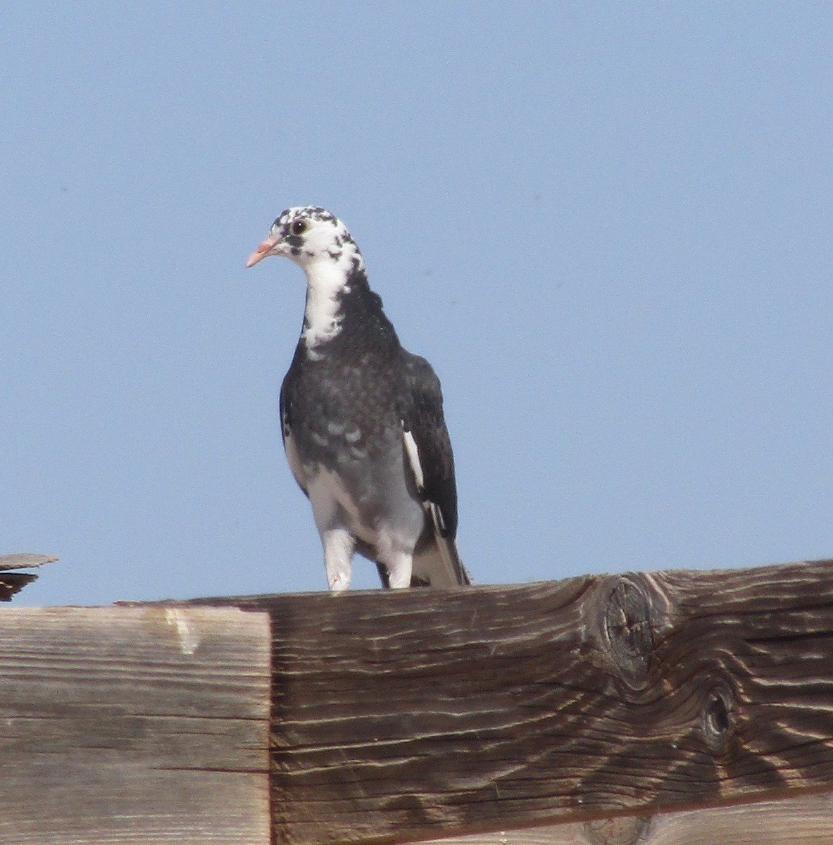 Rock Pigeon (Feral Pigeon) - ML564159481