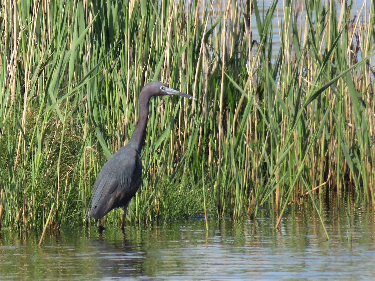 Little Blue Heron - ML564160211