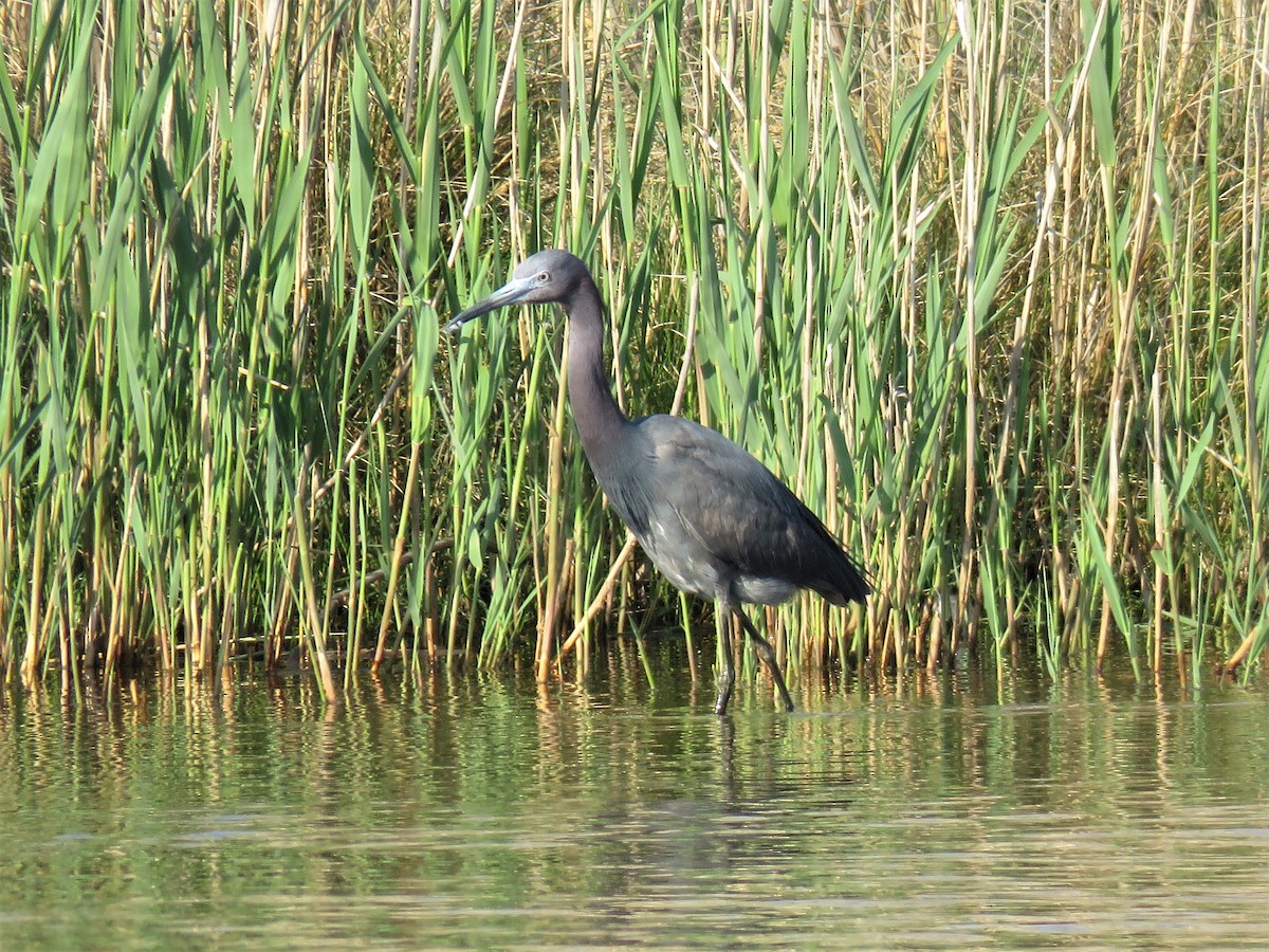 Little Blue Heron - ML564160341