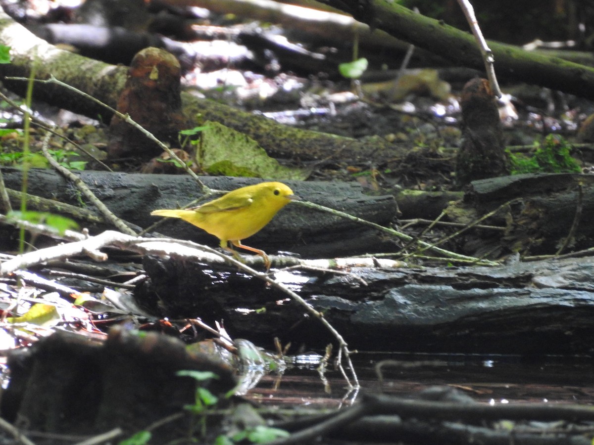 Northern Yellow Warbler - ML564160371