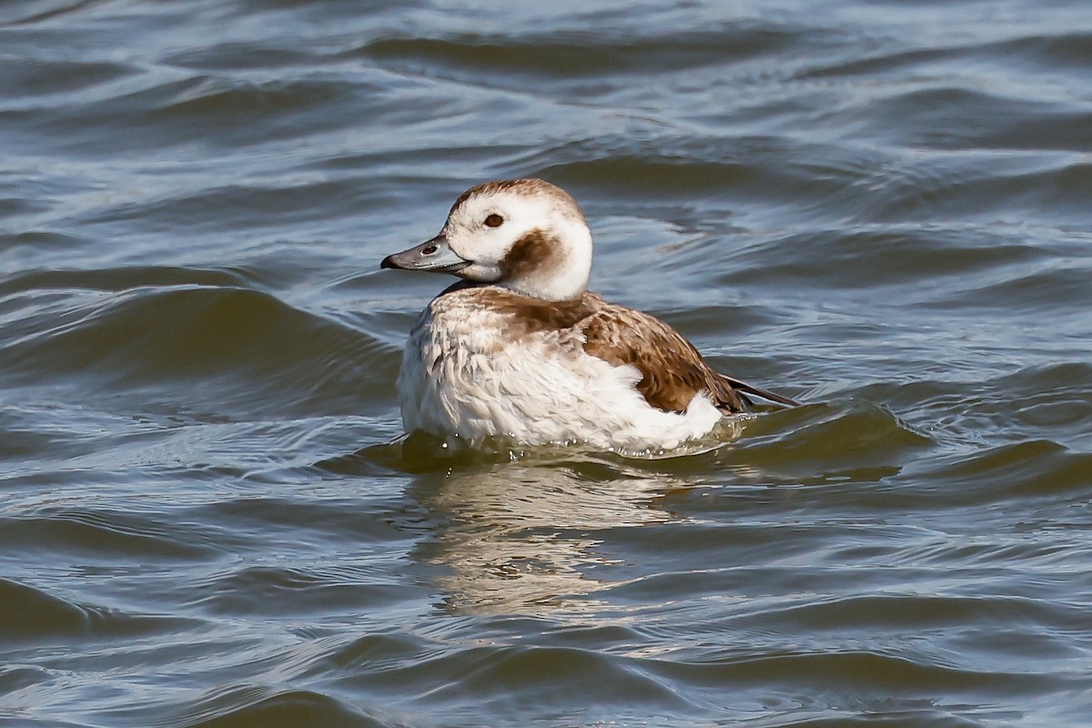 Long-tailed Duck - ML564161321