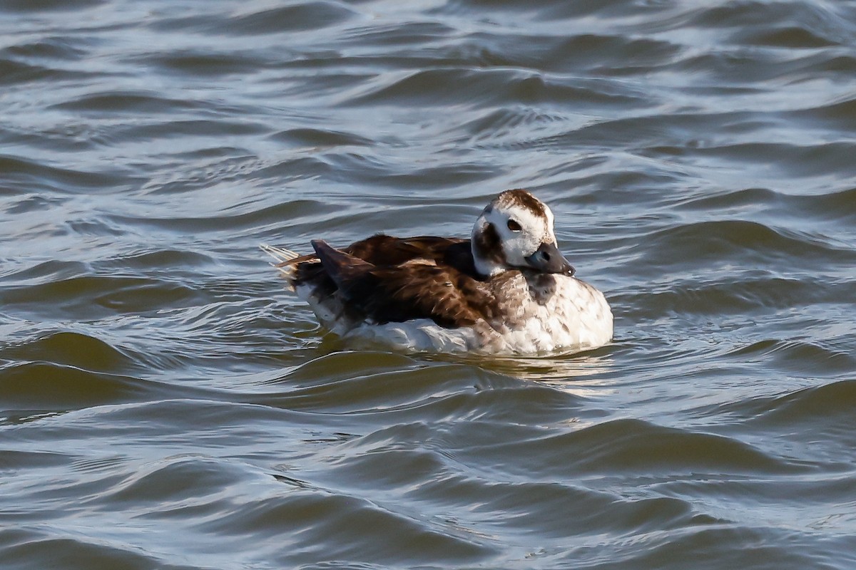 Long-tailed Duck - ML564161331
