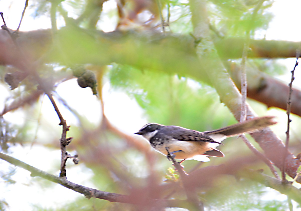 Spot-breasted Fantail - Srinivas D