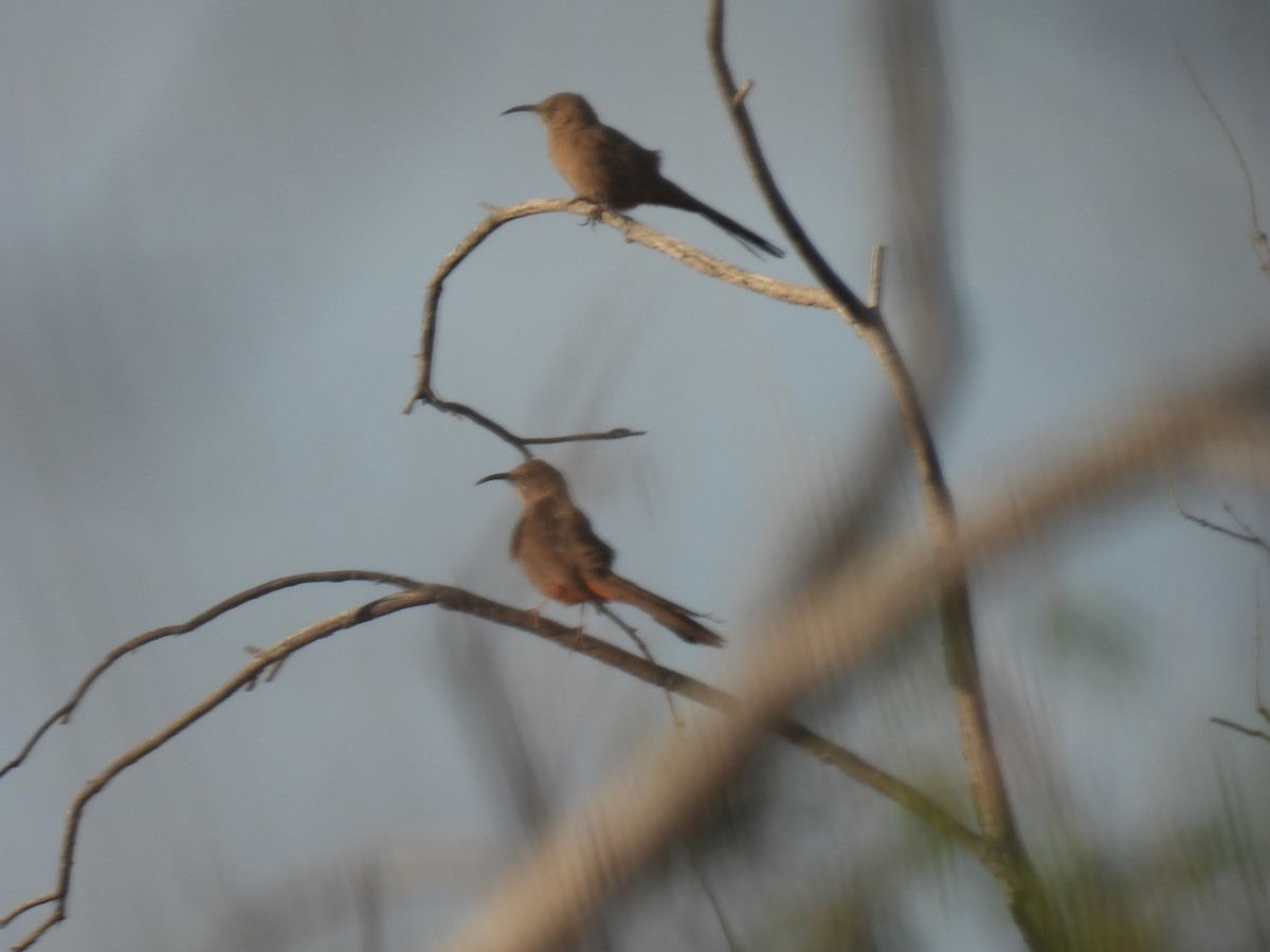 Crissal Thrasher - Beth Brown