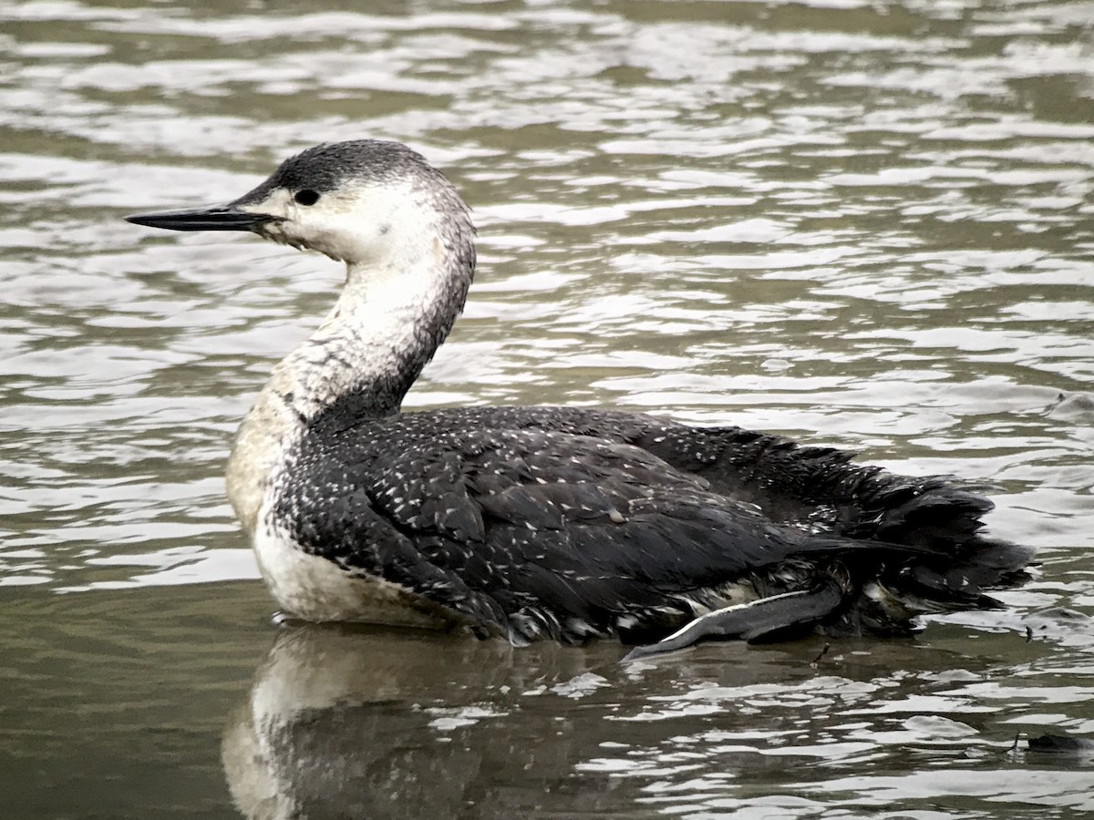 Red-throated Loon - ML56416481