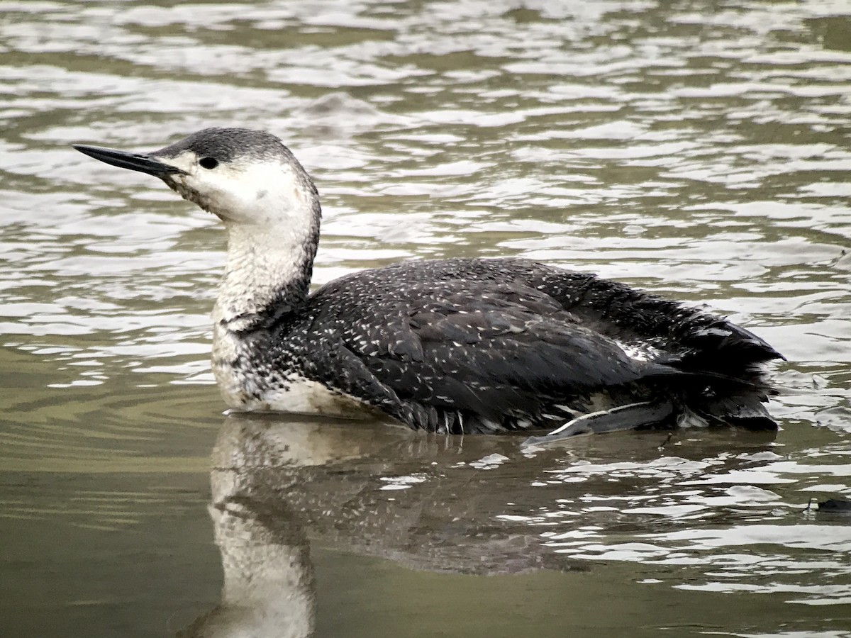 Red-throated Loon - ML56416491