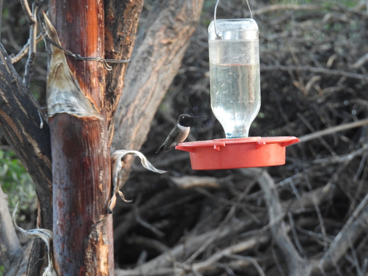 Black-chinned Hummingbird - Elizabeth Brown