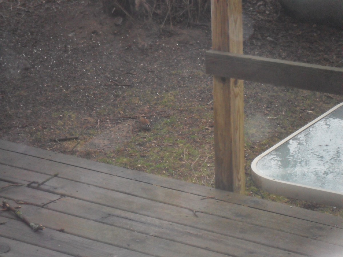 White-crowned Sparrow - ML564166151