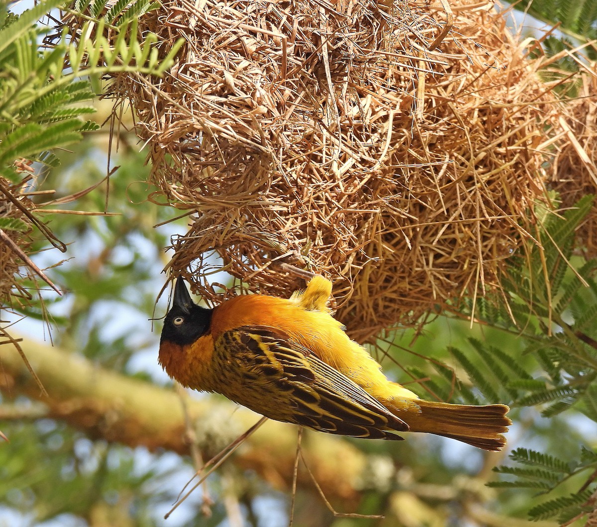 Lesser Masked-Weaver - ML564166291