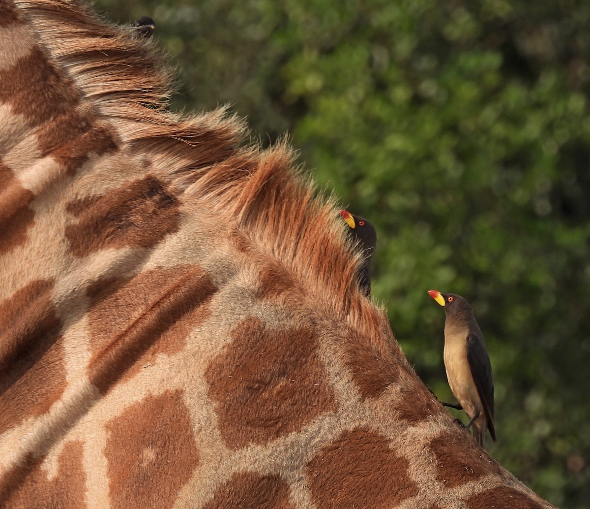 Yellow-billed Oxpecker - ML564166581