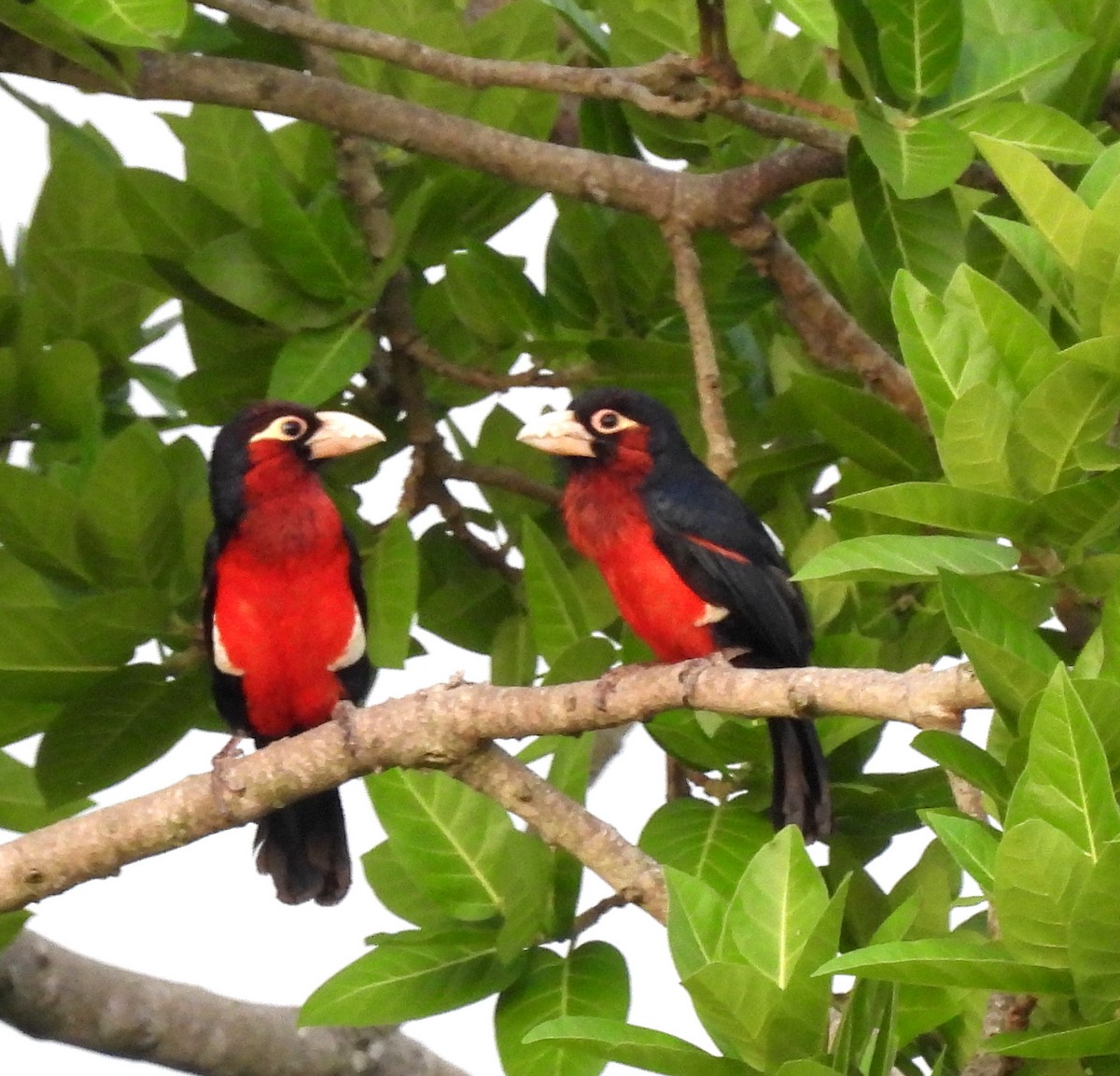 Double-toothed Barbet - ML564168071