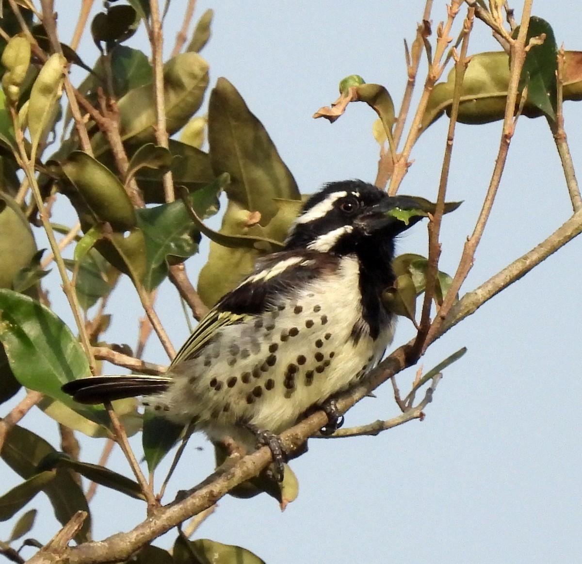 Spot-flanked Barbet - ML564168261