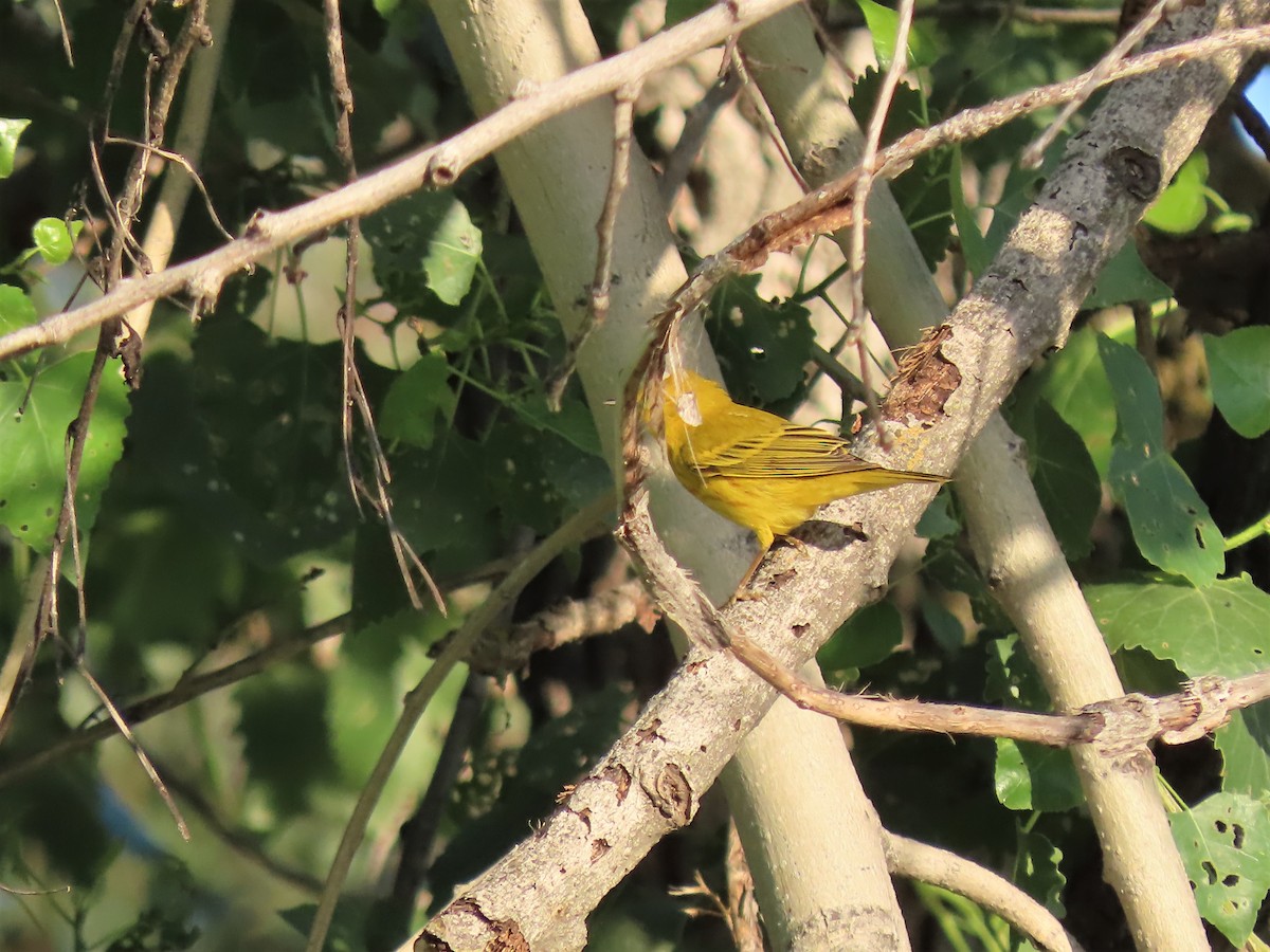 Yellow Warbler (Northern) - ML564168301