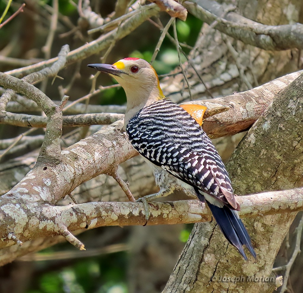 Golden-fronted Woodpecker - Joseph Morlan