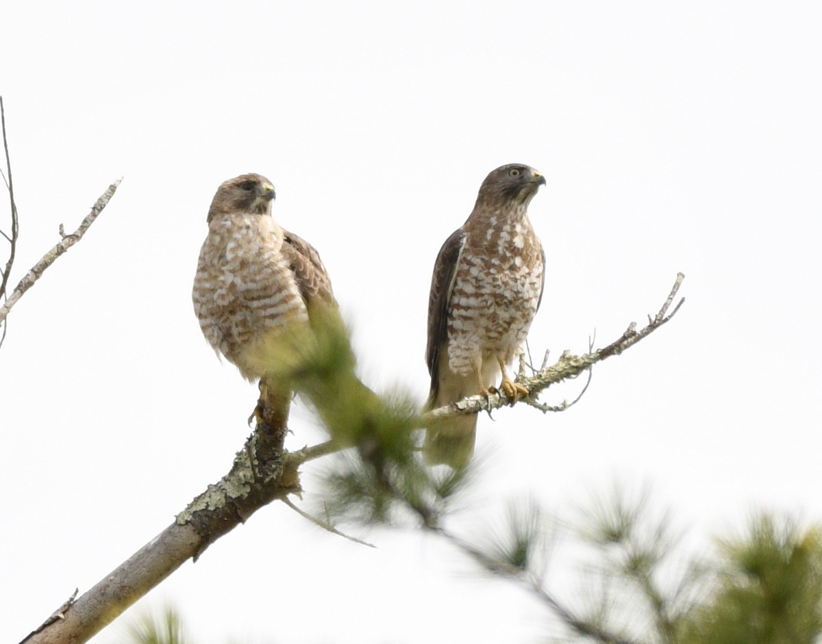 Broad-winged Hawk - ML564169151