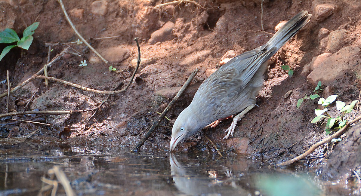 Yellow-billed Babbler - ML56416981